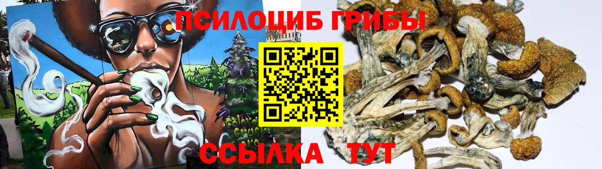 сколько стоит  Унеча  Галлюциногенные грибы Psilocybine cubensis 